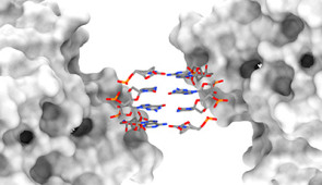dna bond between proteins