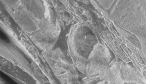 A scanning electron microscopy image of Kingfisher feathers reveals the semi-ordered nanostructure. Credit: Maria Kokkori/Northwestern University