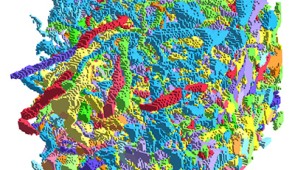 A reconstruction of a small 3d region of the fly hemibrain dataset. Different colors indicate different neurons in the region. Credit: Harvard University/Google 