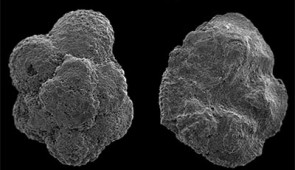 Scanning electron microscope images of tiny, malformed planktonic seashells. Credit: Gabby Kitch