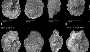 Scanning electron microscopy images of foraminifera from different angles