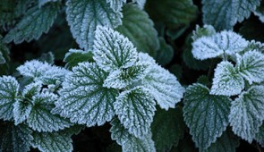 Frost forms on convex regions of mint leaves but not on their concave veins. Credit: Stephan Herb