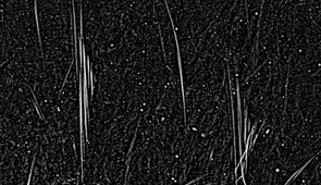 Close-up view of the harp-like structures. Magnetic filaments appear in pairs and clusters, side by side with equal spacing between them.