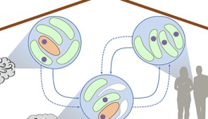 An infographic shows how a bacterium might enter a home and exchange genes with other bacteria in dust.