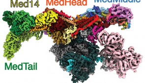 Human Mediator-bound pre-initiation complex with labels.