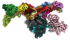 Human Mediator-bound pre-initiation complex image without labels.