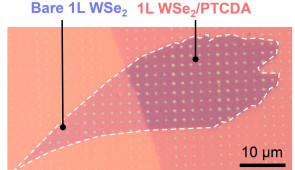 Optical micrograph of the monolayer tungsten diselenide sample, with the right-hand side functionalized with PTCDA.