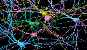 3D reconstructions of select neurons in a small region of the human cortex dataset. Credit: Harvard University/Google