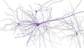 3D reconstructions of select neurons in a small region of the human cortex dataset. Credit: Harvard University/Google