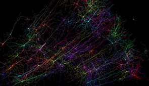 Snapshot of select neurons from the human cortex dataset, viewed using the online neuroglancer platform. Credit: Harvard University/Google