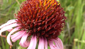 The narrow-leaved purple coneflower, Echinacea angustifolia, blooms vigorously after a prairie fire. Credit: Stuart Wagenius