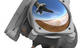 This illustration shows the VR setup, with an "overhead threat" projected into the top field of view. Credit: Dom Pinke