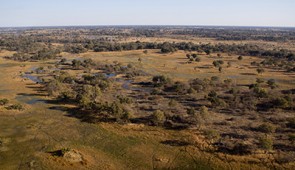 Botswana's Okavango Delta's patchy landscape is a good example of the "Goldilocks landscape" where the ability to plan results in a huge survival payoff. Photo credit: Tim Copeland