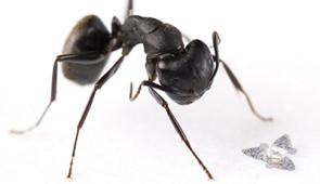 A 3D microflier next to a carpenter ant for scale