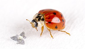 A 3D microflier next to a ladybug for scale