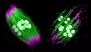 Shown are a normal spindle in an egg cell (left) compared to a spindle after removal of the motor protein dynein (right). Microtubules are shown in green, chromosomes are in white, and spindle poles are labeled in magenta. Dynein depletion disrupts proper spindle organization.