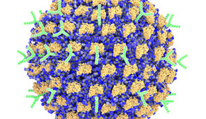 A schematic illustration of the nanoparticle decorated with antibodies.