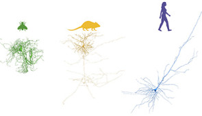 Example of a single neuron reconstruction from each of the fruit fly, mouse and human datasets. (Not to scale) Credit: Northwestern University