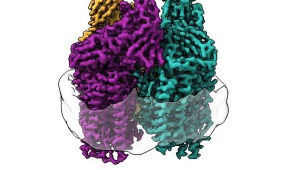 Lipids wrap around the enzyme to protect the active sites and maintain their shape. 