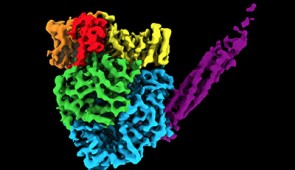 A 3D map of a polymerase from human parainfluenza virus 5. The structure contains more than 2,000 amino acids and five proteins with a long tail made of four phosphoproteins.