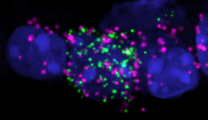 Image from a mouse retinal section where cell nuclei are labeled in blue, RNA for the GABA synthesis enzyme Gad2 is labeled in magenta, and RNA for melanopsin is labeled in green.