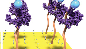 Single strands of engineered DNA, called aptamers, bind to a target and then fold to trigger an electrochemical signal.