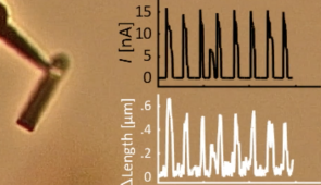 Cyclic actuation of a microrobotic arm, driven by the on-board oscillatory electrical current