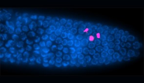 Precursor egg cells (shown in blue) inside a female roundworm's gonad. Fluoxetine (Prozac) increases division of germline precursor cells (shown in magenta) in worms.
