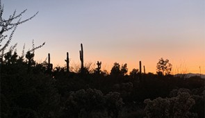 Cacti in Joshua Tree, California