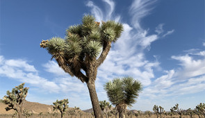 Joshua Trees at Joshua Tree National Park