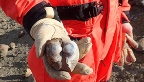 A Northwestern University researcher holds a fossilized clam shell, collected during a field research trip to Seymour Island, Antarctica.