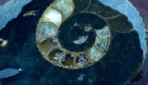 A fossilized snail shell, ready to be analyzed in the laboratory.