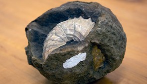 A fossilized shell is readied for analysis in the laboratory.