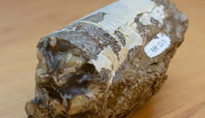 A fossil, collected from Antarctica, in the laboratory at Northwestern University.