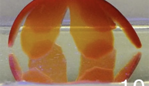 Hybrid bonding polymer object in a water tank first bends upwards when irradiated from the bottom with blue light and then flattens toward the light source (magnification bar=10 mm).