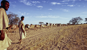 Dromedary camels, loaded with slabs of salt, on caravan route, Timbuktu, Mali, 1971, Photograph by Eliot Elisofon. Eliot Elisofon Photographic Archives, National Museum of African Art, Smithsonian Institution, Washington DC, EEPA EECL 14130