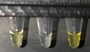 The test tube on the left shows a real positive result from water sampled in Costa Rica. The middle tube is a negative control. The tube on the right is a positive control.
