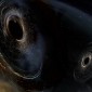 Artist's conception shows two merging black holes similar to those detected by LIGO.