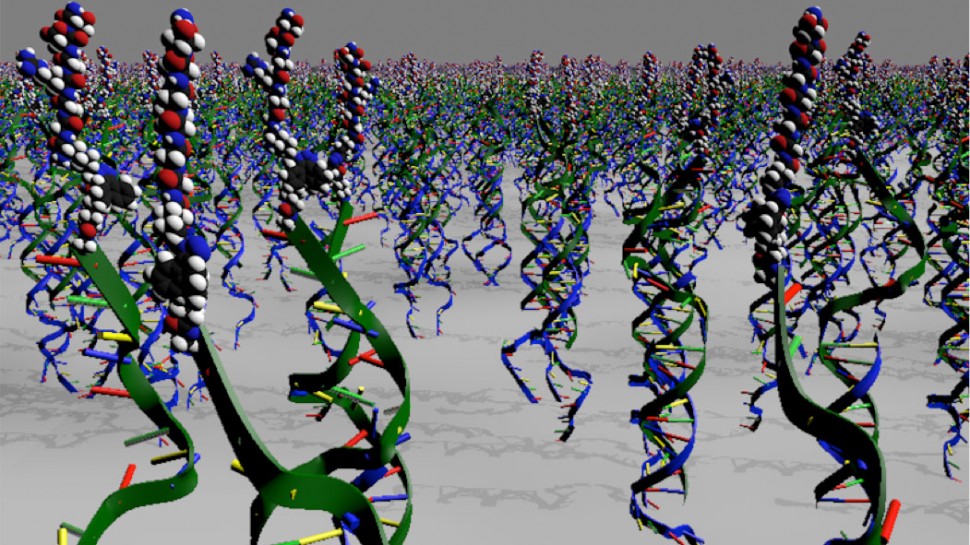 DNA-peptide hybrids