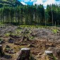 deforestation