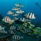 Zebra fish