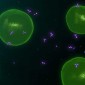 An illustration of green, round T cells in the immune system