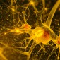 Neuron illustration