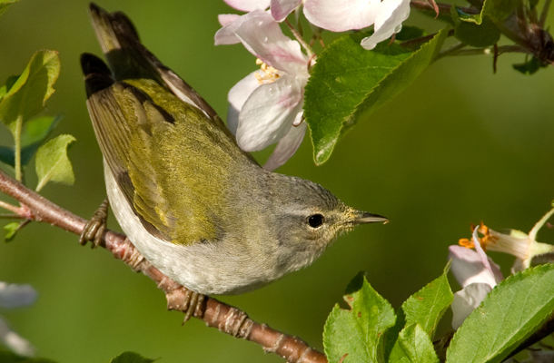 A small brown bird on a branch with green leaves