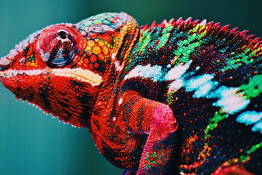 Chameleon-inspired nanolaser changes colors - Northwestern Now
