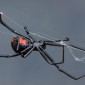 Black widow spider on web