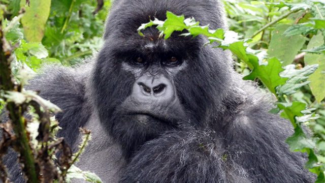 mountain gorilla