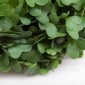 Microgreens NU Dining