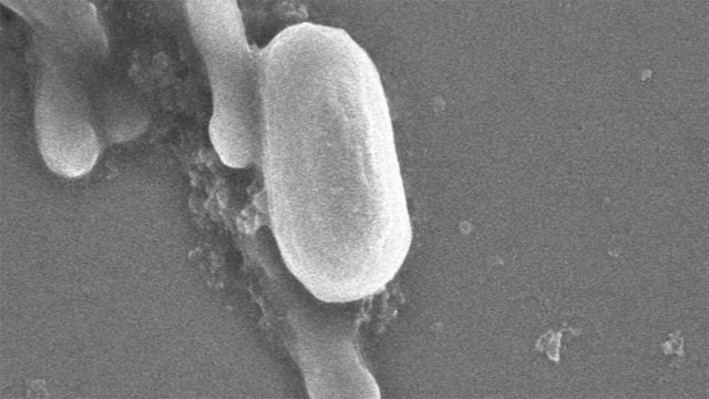bacillus-web