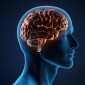 Illustrated image of a brain 